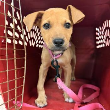 Juicy -  Pit Bull Terrier Dog for Adoption in Birmingham, Alabama - Juicy | PetCurious