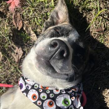 Rescue Mixed Breed Dogs for Adoption in West Point, Mississippi - Lindsey "Mary Jane" | PetCurious