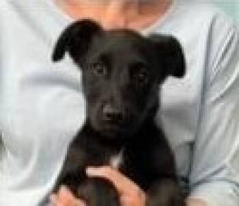 Rescue Labrador Retriever and Mixed Breed Dogs for Adoption in Kansas City, Missouri - Izzy | PetCurious