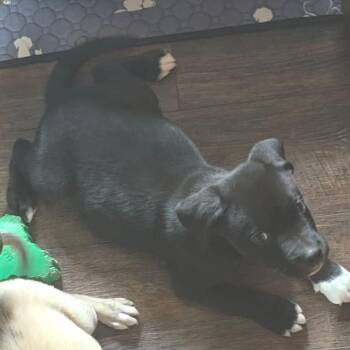 Notorious BIG -  Mixed Breed Dog for Adoption in Fredericksburg, Virginia - Notorious BIG | PetCurious