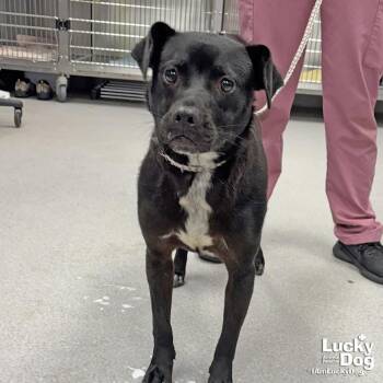 Valentina -  Labrador Retriever Dog for Adoption in Washington, District Of Columbia - Valentina | PetCurious
