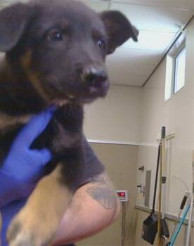 PINENUT -  German Shepherd Dog Dog for Adoption in Sacramento, California - PINENUT | PetCurious