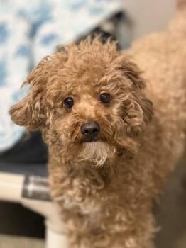 Cassandra -  Miniature Poodle and Dachshund Dog for Adoption in Sacramento, California - Cassandra | PetCurious