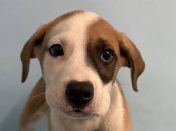 Mahogany -  Shepherd and Mixed Breed Dog for Adoption in Minneapolis, Minnesota - Mahogany | PetCurious