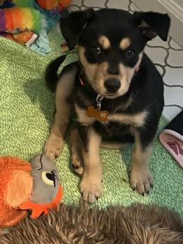 ELLEN -  Husky and Shepherd Dog for Adoption in Broomfield, Colorado - ELLEN | PetCurious