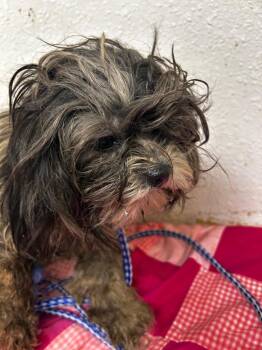 Camilla/Parkette -  Mixed Breed Dog for Adoption in Lockhart, Texas - Camilla/Parkette | PetCurious