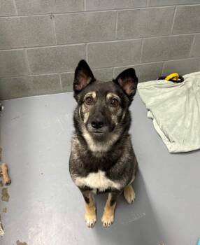 Papa Roach -  Shepherd and Husky Dog for Adoption in Winnipeg, Manitoba - Papa Roach | PetCurious