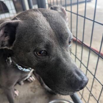 Flapjack -  Pit Bull Terrier Dog for Adoption in East St. Louis, Illinois - Flapjack | PetCurious