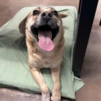 Cattle Dog and Labrador Retriever Dogs Available for Adoption - Tiki | PetCurious