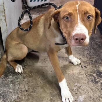 Goldie -  Labrador Retriever and Mixed Breed Dog for Adoption in Valparaiso, Indiana - Goldie | PetCurious