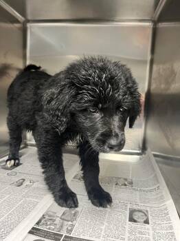 Poodle Dogs Available for Adoption in Hopkinsville, Kentucky - Blush | PetCurious