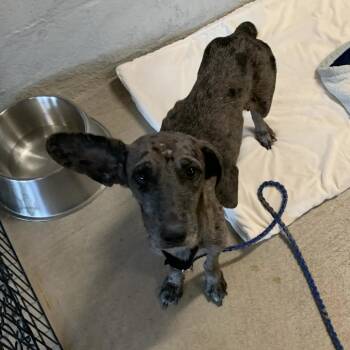 Cathy -  Dachshund and Catahoula Leopard Dog Dog for Adoption in Austin, Texas - Cathy | PetCurious
