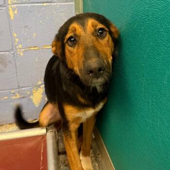Cierra -  Bernese Mountain Dog and Coonhound Dog for Adoption in Stillwater, Oklahoma - Cierra | PetCurious