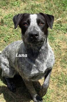 Luna -  Australian Cattle Dog Blue Heeler and Labrador Retriever Dog for Adoption in Mingus, Texas - Luna | PetCurious