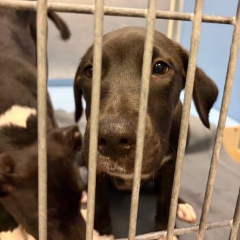 Rescue Labrador Retriever and Pit Bull Terrier Dogs for Adoption in Council Bluffs, Iowa - Bindi | PetCurious