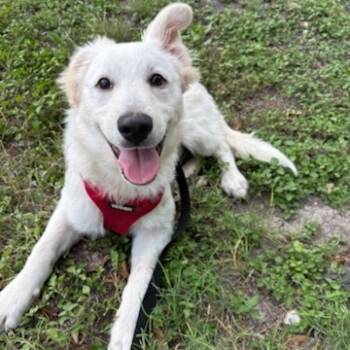 Rescue Shepherd and Great Pyrenees Dogs for Adoption in San Antonio, Texas - Ralphie | PetCurious