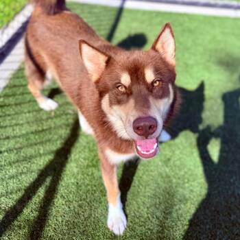 Balto -  Siberian Husky and Mixed Breed Dog for Adoption in Bradenton, Florida - Balto | PetCurious