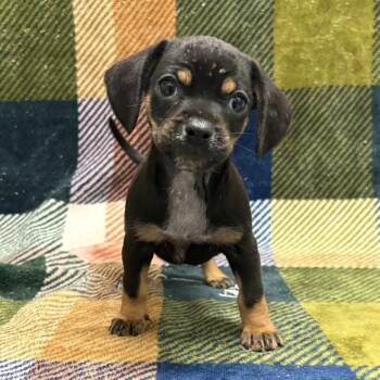 Bennett -  Dachshund and Terrier Dog for Adoption in Beaumont, Texas - Bennett | PetCurious