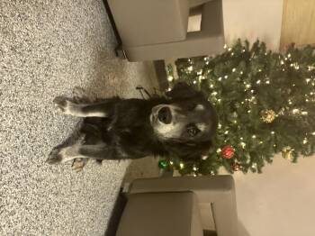 Rescue Mixed Breed Dogs for Adoption in Lake Tapwingo, Missouri - Sokka | PetCurious