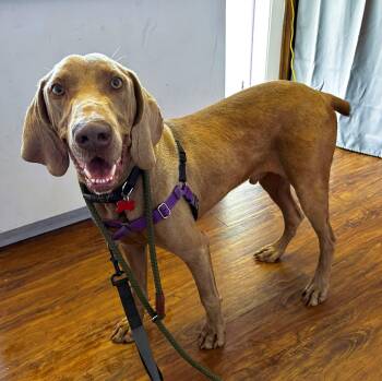 Rescue Weimaraner Dogs for Adoption - Tommy | PetCurious