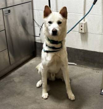 BENNETT -  Husky Dog for Adoption - BENNETT | PetCurious