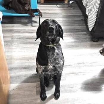 Brewski (Ontario, Oregon) -  German Wirehaired Pointer and Mixed Breed Dog for Adoption in Santa Rosa, California - Brewski (Ontario, Oregon) | PetCurious