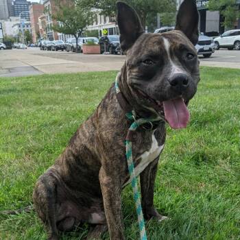 Auggie -  Mixed Breed and Pit Bull Terrier Dog for Adoption in Buffalo, New York - Auggie | PetCurious