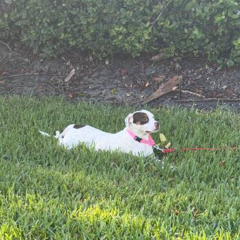 Scout -  Mixed Breed Dog for Adoption in West Palm Beach, Florida - Scout | PetCurious