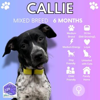 Black Labrador Retriever and American Bully Dogs Available for Adoption - Callie | PetCurious