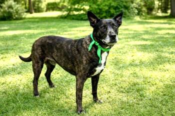 Mixed Breed Dogs Available for Adoption in Maryville, Tennessee - Trixie | PetCurious