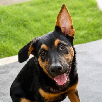 Simon LLD -  German Shepherd Dog and Mixed Breed Dog for Adoption in Austin, Texas - Simon LLD | PetCurious