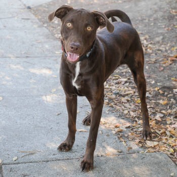 Rescue Chocolate Labrador Retriever and Shepherd Dogs for Adoption in Richmond, California - CISCO | PetCurious