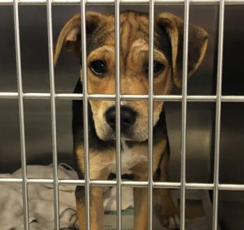 Shepherd Dogs Available for Adoption in Parma, Ohio - Delta | PetCurious