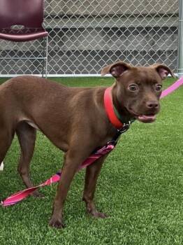 Prudence -  Boston Terrier and Chihuahua Dog for Adoption in Hoffman Estates, Illinois - Prudence | PetCurious