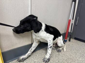 A256578 -  Border Collie and Mixed Breed Dog for Adoption in Visalia, California - A256578 | PetCurious