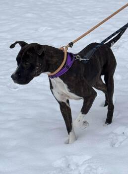 Rescue Boxer and Pit Bull Terrier Dogs for Adoption in Fennville, Michigan - Freyja | PetCurious