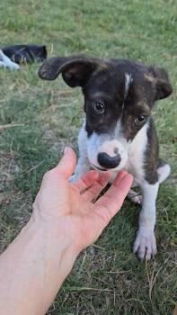 Bumblebee -  Catahoula Leopard Dog and Mixed Breed Dog for Adoption in Evergreen, Colorado - Bumblebee | PetCurious
