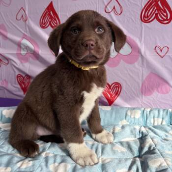 Mixed Breed Dogs Available for Adoption - Cypress  | PetCurious