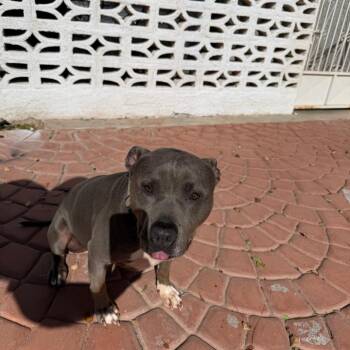 Zeke -  Pit Bull Terrier Dog for Adoption in Yuma, Arizona - Zeke | PetCurious