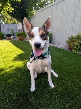 Magnolia -  Cattle Dog and Jack Russell Terrier Dog for Adoption in Millcreek, Utah - Magnolia | PetCurious