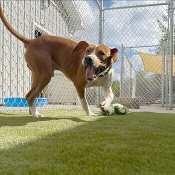 Rescue Mixed Breed Dogs for Adoption in Warren, Ohio - TJ | PetCurious