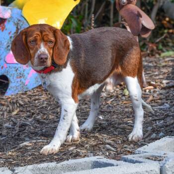 Beagle Dogs Available for Adoption - Kip | PetCurious