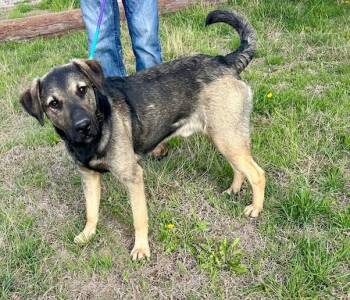 Shepherd Dogs Available for Adoption - Ray | PetCurious