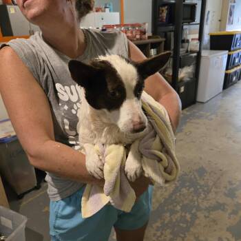 Rescue Rat Terrier and Border Collie Dogs for Adoption in Mansfield, Texas - Alvin | PetCurious