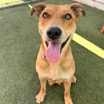 Pit Bull Terrier Dogs Available for Adoption in Long Beach, California - Huera | PetCurious