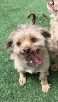 Havanese Dogs Available for Adoption in Waterloo, Illinois - Maisey | PetCurious