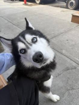 Zeus Lightning -  Mixed Breed Dog for Adoption in New York, New York - Zeus Lightning | PetCurious