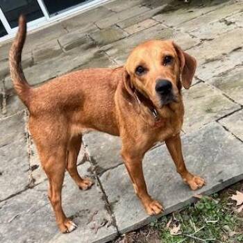 Redbone Coonhound and Hound Dogs Available for Adoption - Penny | PetCurious