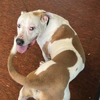 Smiley -  Pit Bull Terrier and American Bulldog Dog for Adoption in East St. Louis, Illinois - Smiley | PetCurious