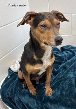 Hound Dogs Available for Adoption - Picnic | PetCurious